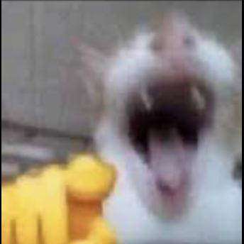 catlol :catlol: