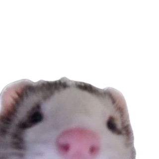 :ferret: